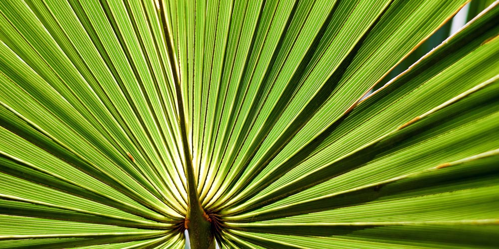 Palm of a Saw Palmetto herb