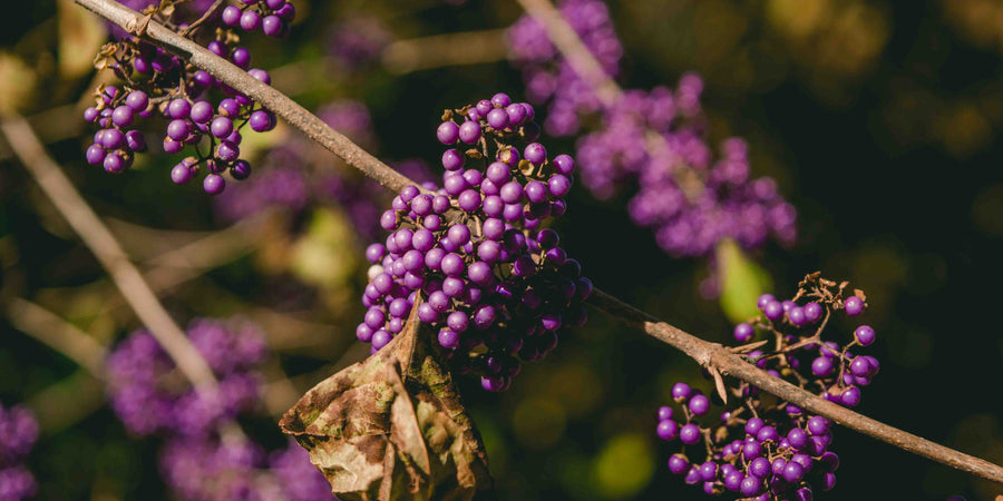 Purple Elderberry plant growing promoting immunity