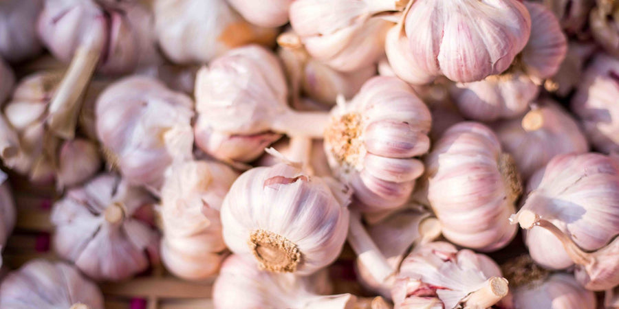 many Garlics with high amounts of vitamins minerals and antioxidants