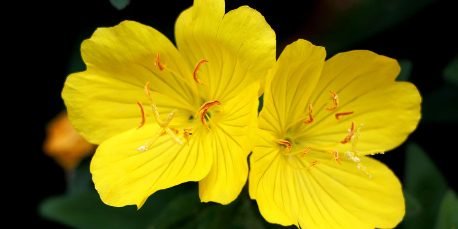 Evening primrose beautiful yellow flower